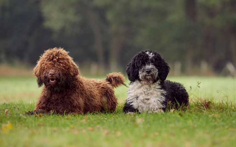 Испанская водяная собака Испанская водяная собака