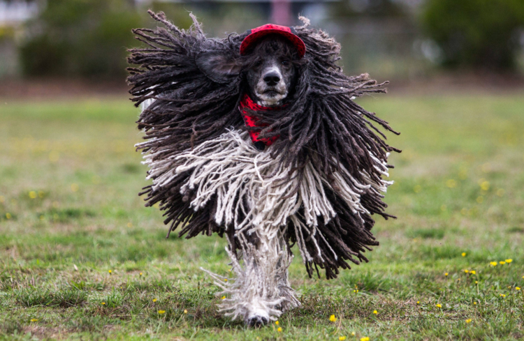 Пудель Пудель