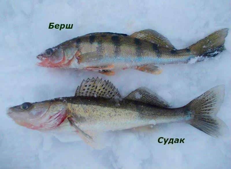 Берш и судак отличия на фото