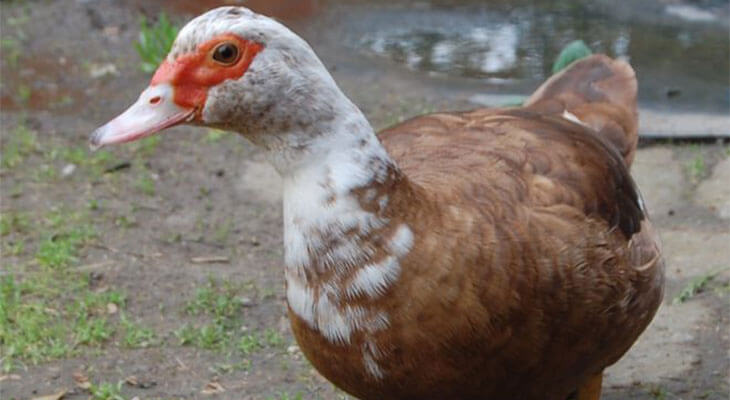 Коричневый Индо