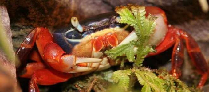 Мангровый краб