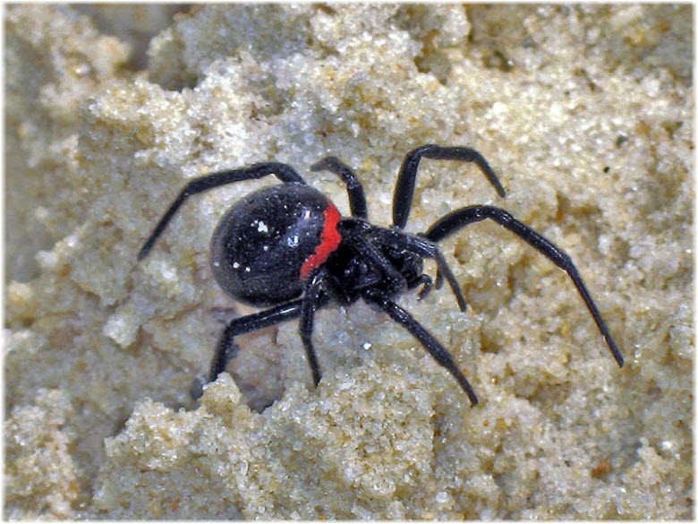 крымский Каракурт