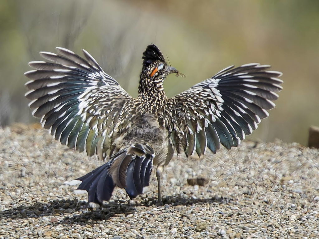 Подорожник кукушкин (лат. Geococcyx Californianus)