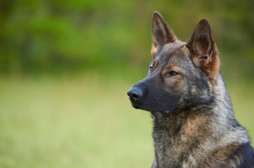 Немецкая овчарка