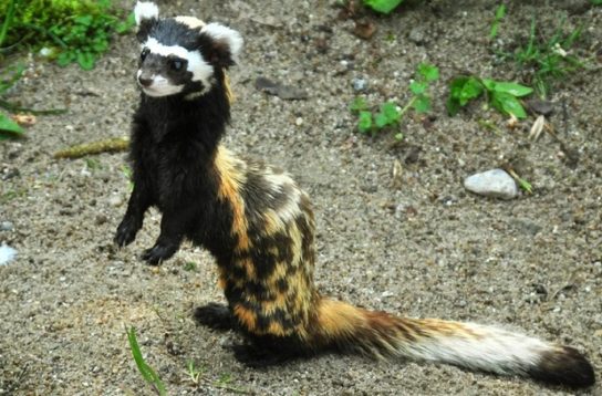 где обитает перегузна