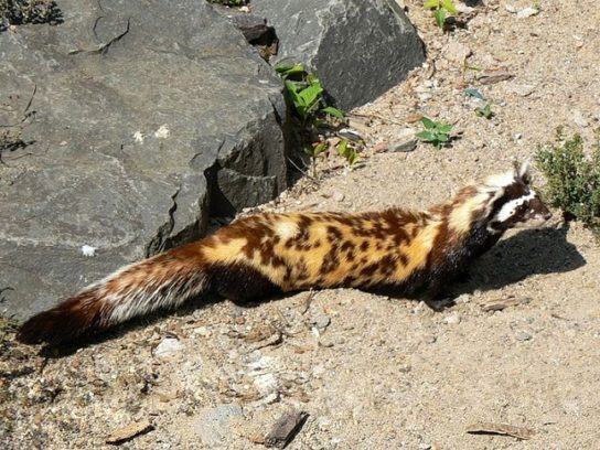 чем питается перегузна