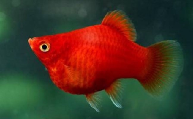 пецилия дисковая баллон