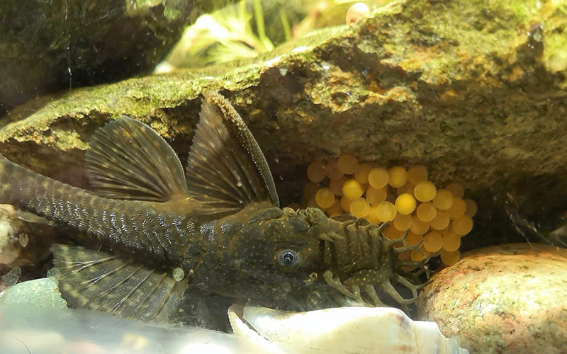 Сом анциструс