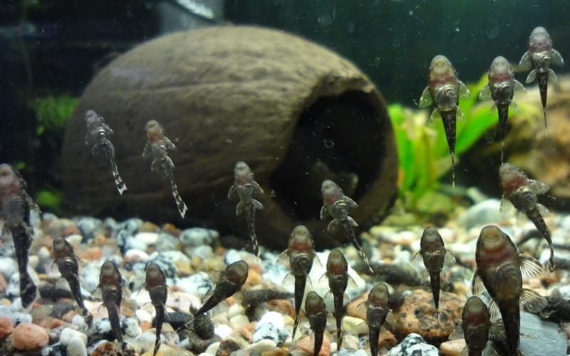 Сом анциструс