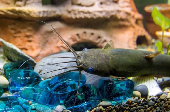 Усы мешкожаберного сома