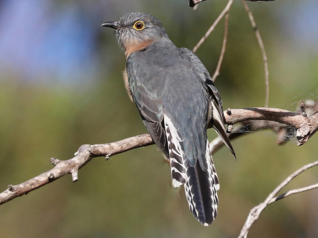 Веерохвостая кукушка — (лат. Cacomantis flabelliformis)