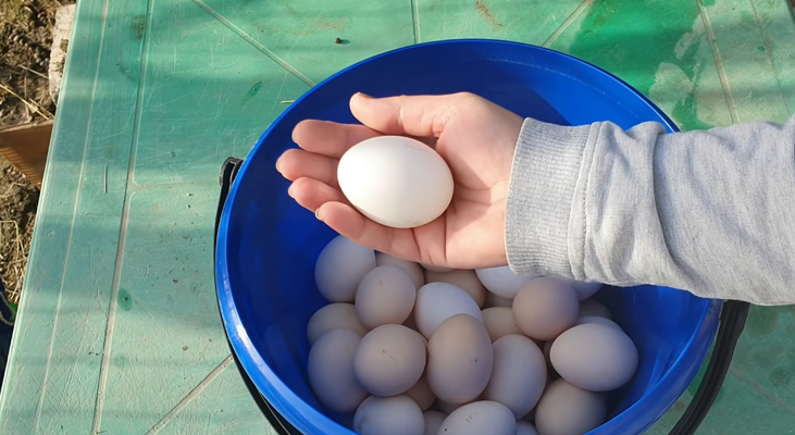 Во сколько месяцев начинают нестись куры несушки