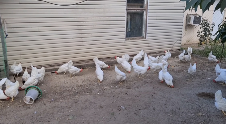Во сколько месяцев начинают нестись куры несушки