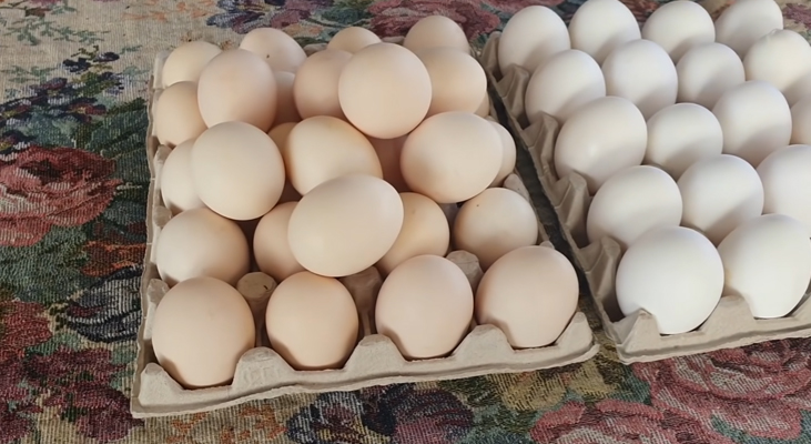 Во сколько месяцев начинают нестись куры несушки