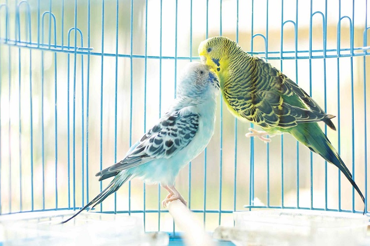 Пара волнистых