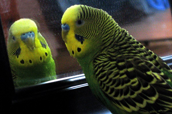 Волнистый попугай