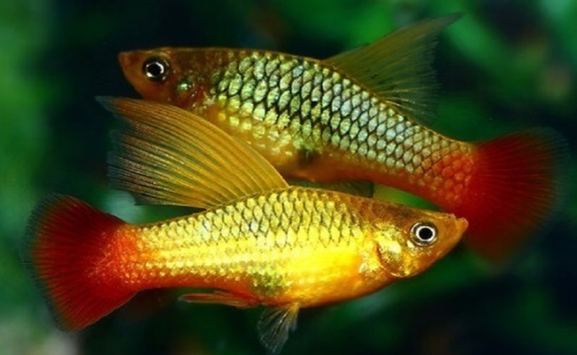 высокоплавничная