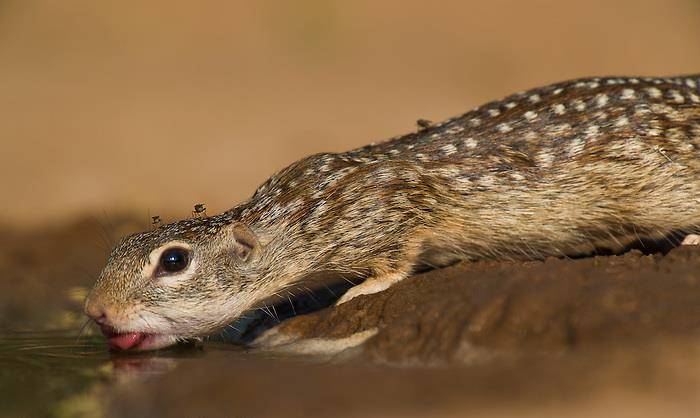 Характер сусликов
