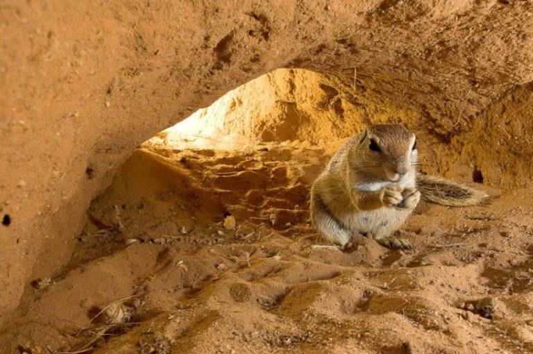 Пещера сусликов