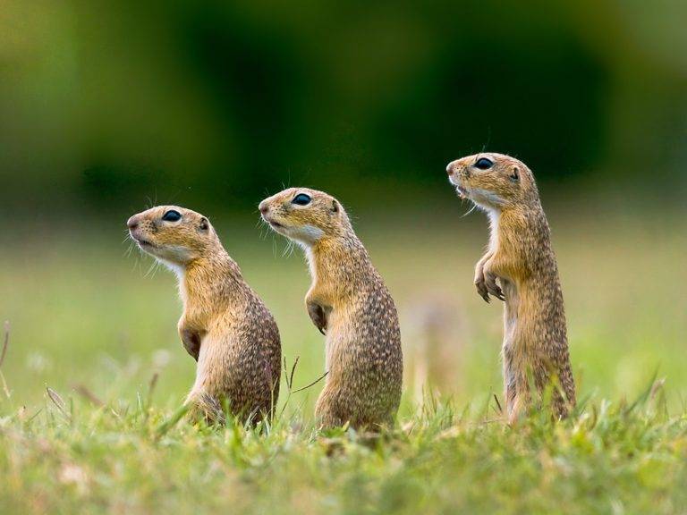 фотографии суслика