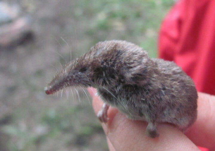 Землеройка - мышь с длинным носом
