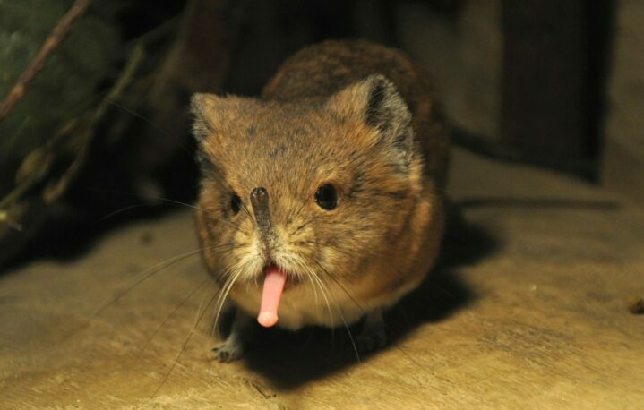 Землеройка - мышь с длинным носом
