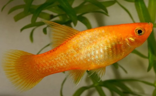 золотая пецилия