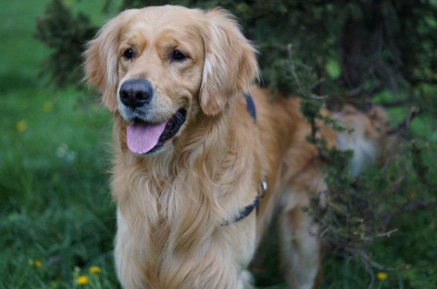 Золотистый ретривер
