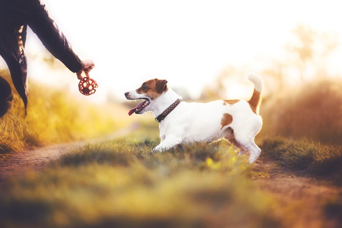 Все о Джек-Рассел-Терьере: описание, характер и уход