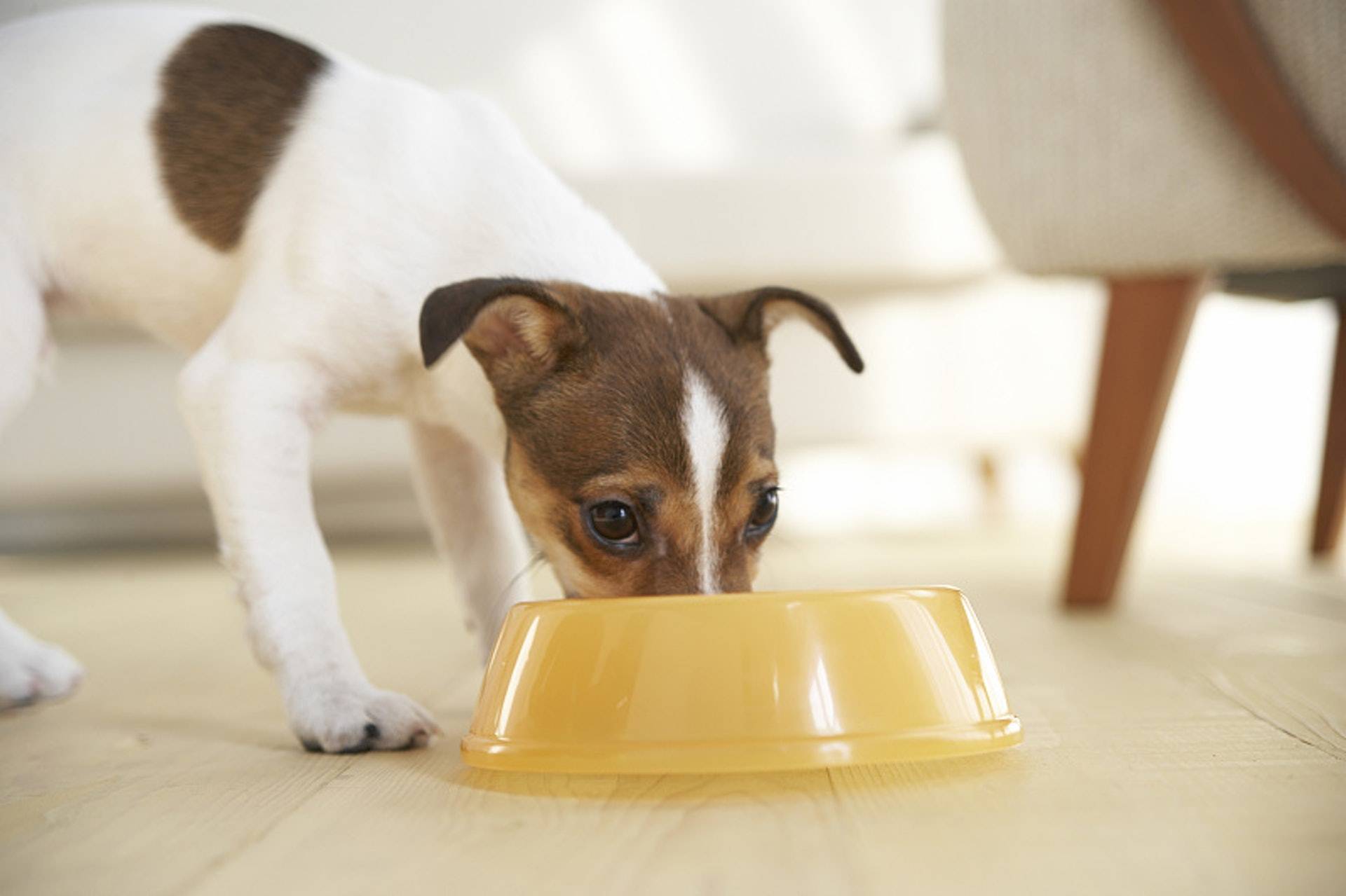 Все о Джек-Рассел-Терьере: описание, характер и уход