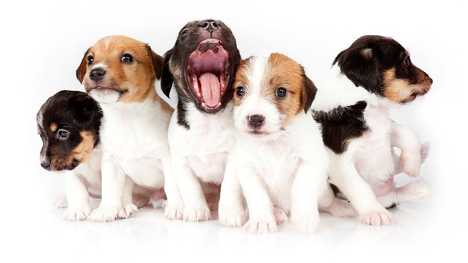 Все о Джек-Рассел-Терьере: описание, характер и уход