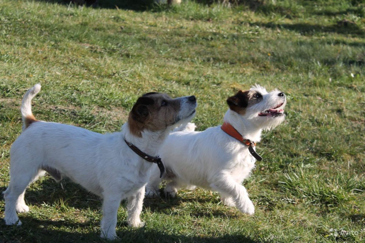Все о Джек-Рассел-Терьере: описание, характер и уход