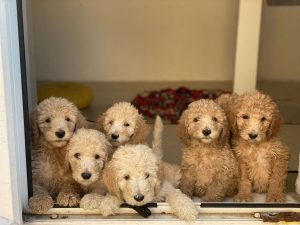 щенки породы лабрадудль