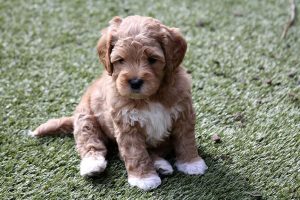 щенок породы лабрадудль