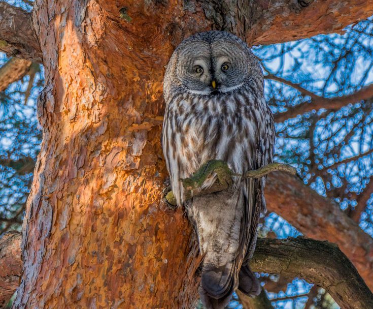 Птица филин - описание, красная книга