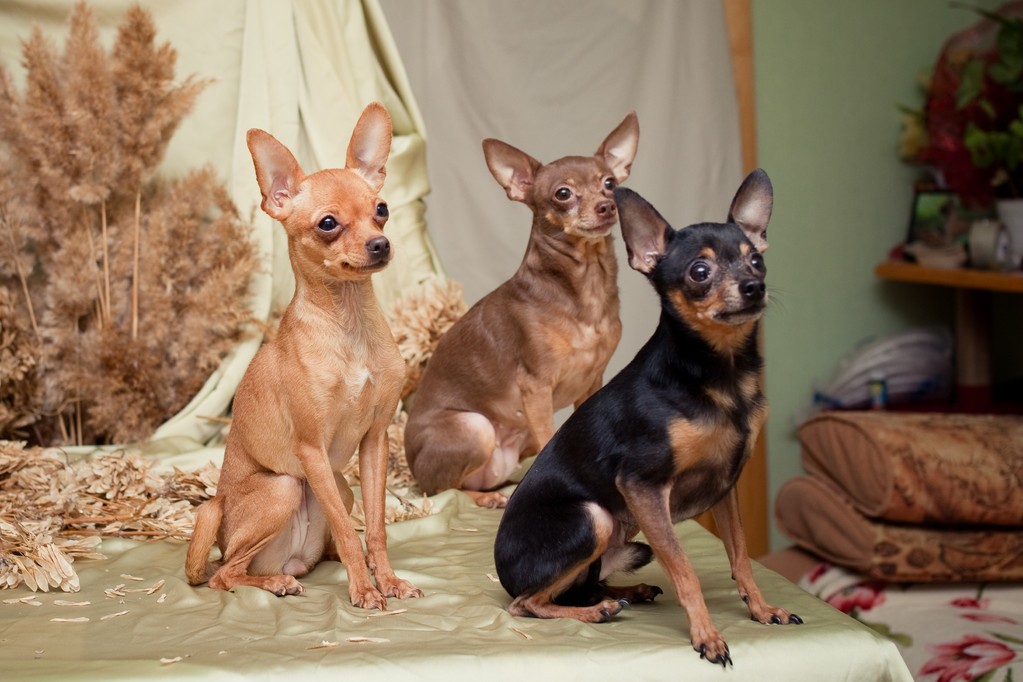 Русский той терьер: все о породе, уход и содержание собаки