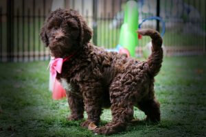 щенок породы лабрадудль 2