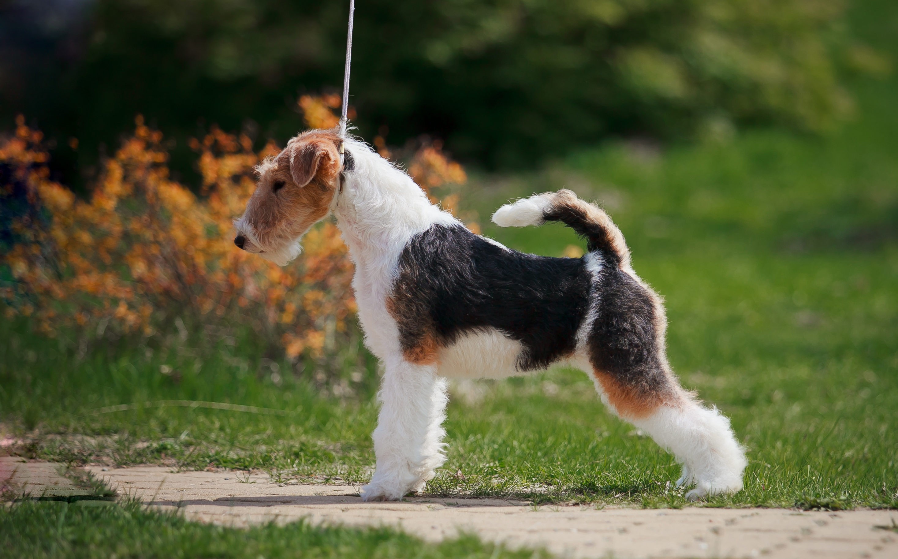Собака фокстерьер: особенности породы, характера, воспитания