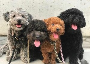 щенки породы лабрадудль 2