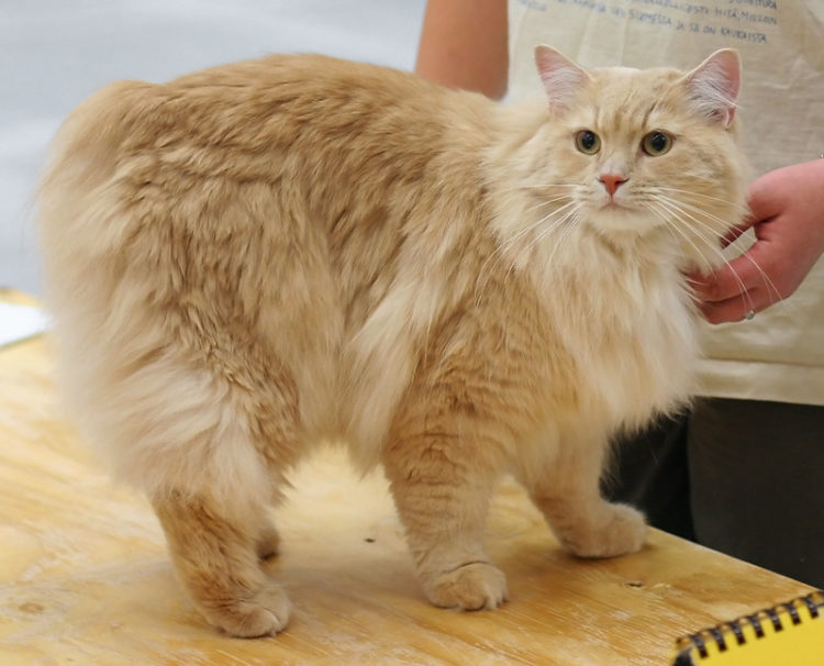 Кимрик: сколько живут, окрас, темперамент, повадки, частота кормления, болезни и дефекты породы