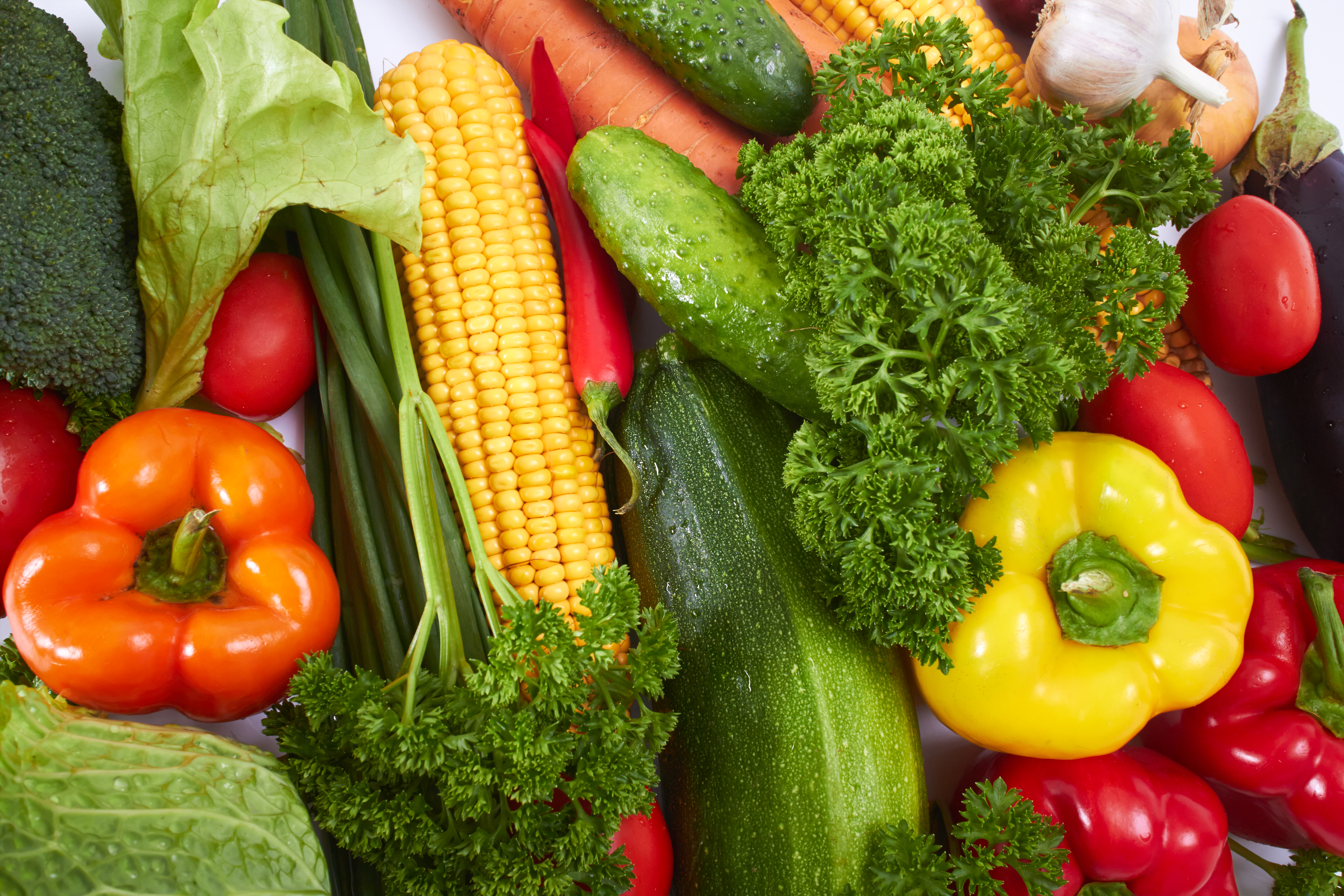 Все о Джек-Рассел-Терьере: описание, характер и уход