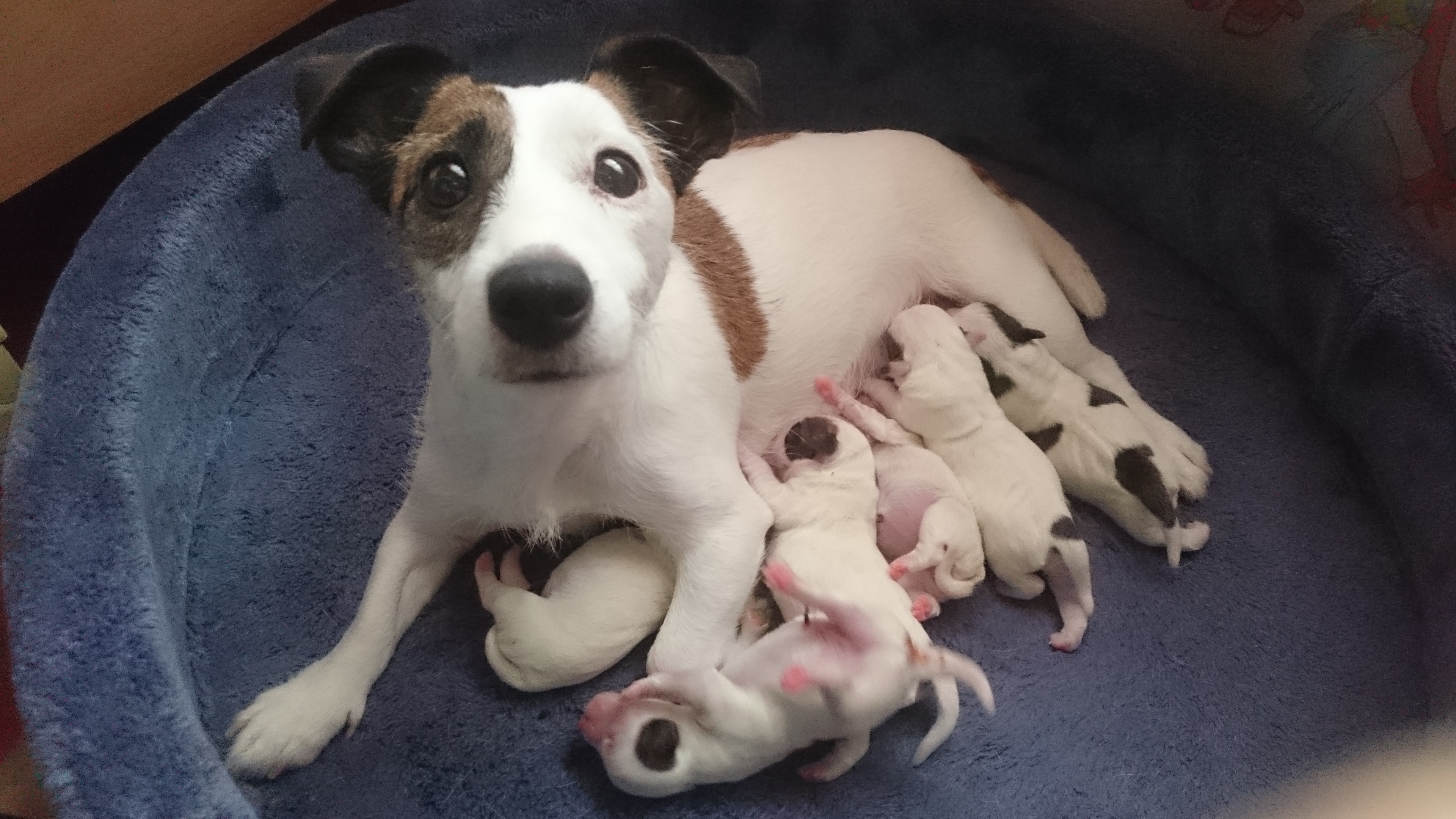 Все о Джек-Рассел-Терьере: описание, характер и уход