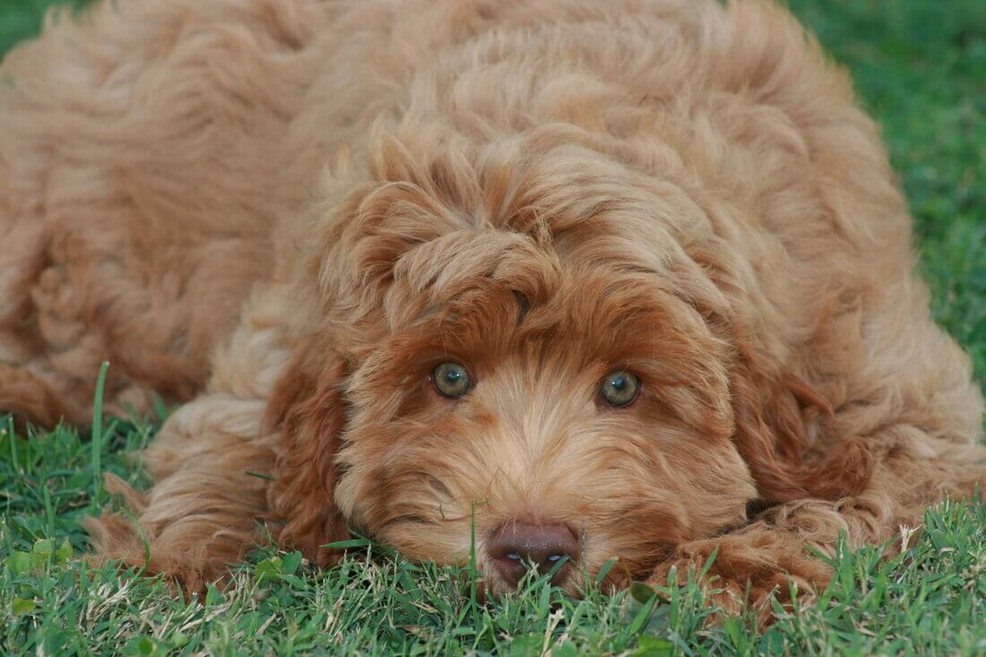 собака породы лабрадудль 6