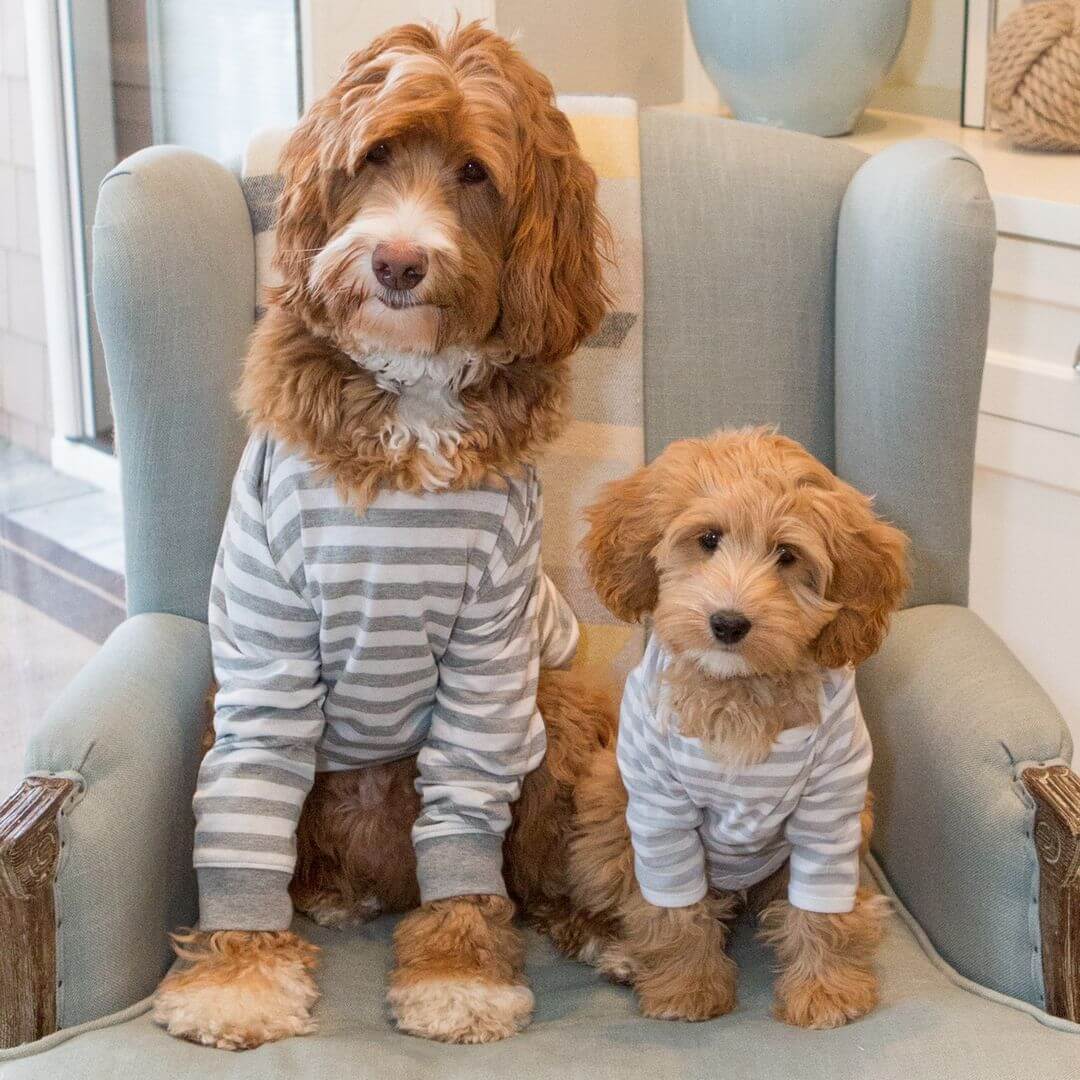 собака и щенок породы лабрадудль