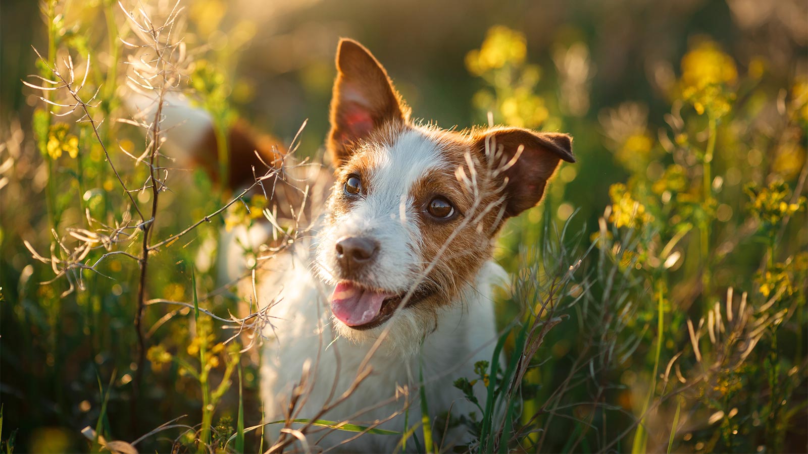 Все о Джек-Рассел-Терьере: описание, характер и уход