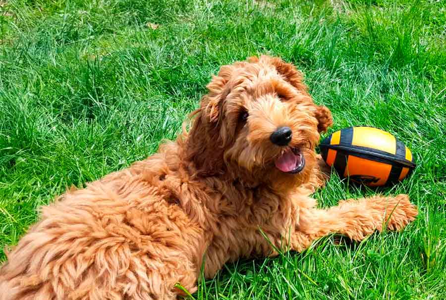 австрийский коббердог