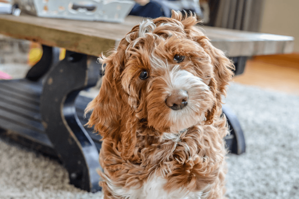 Лабрадудль собака