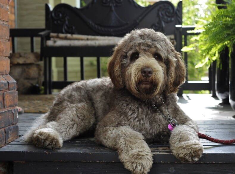 собака породы лабрадудль 5