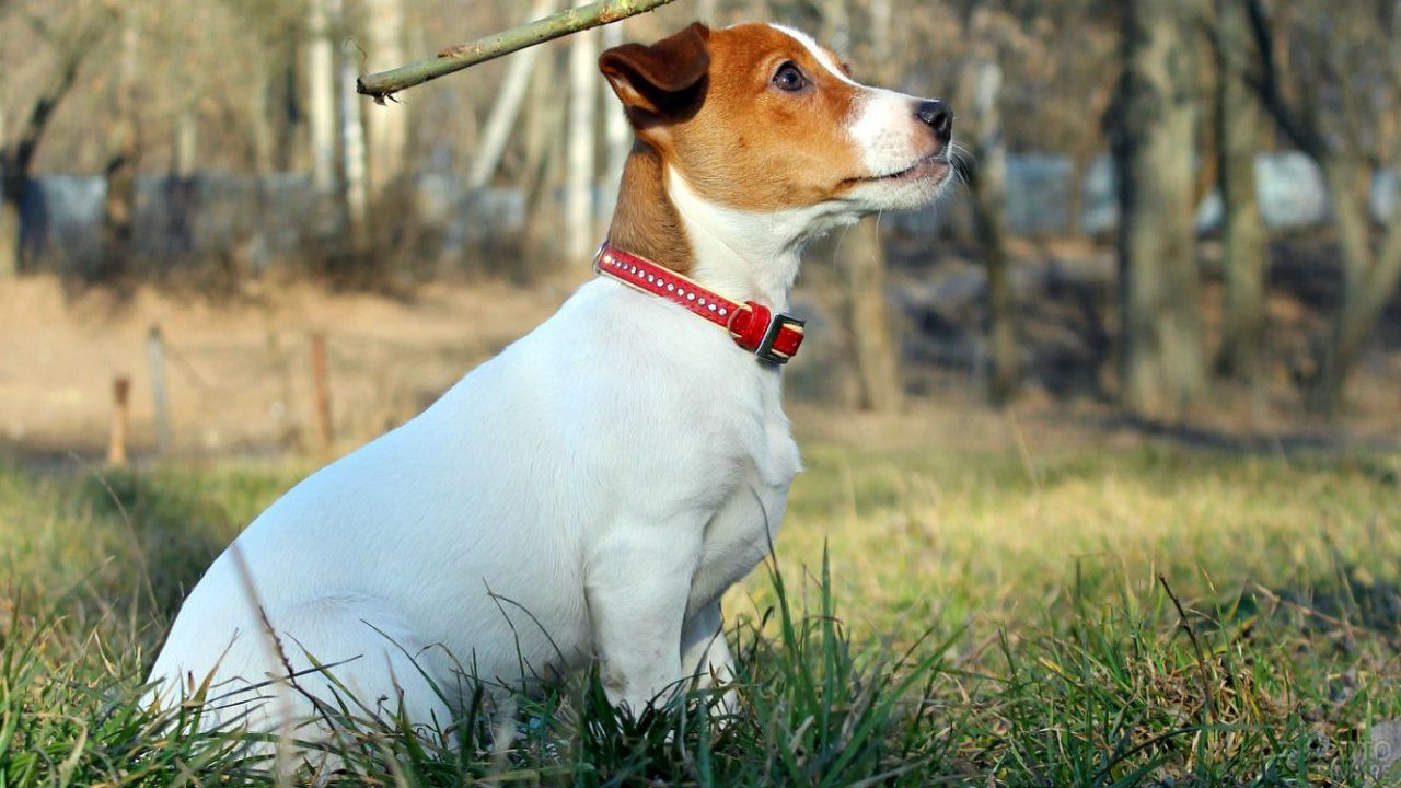 Все о Джек-Рассел-Терьере: описание, характер и уход