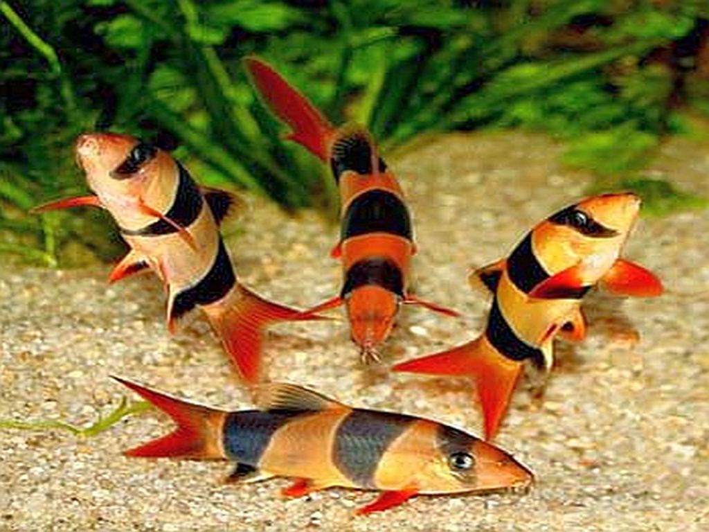 Рейтинг самых красивых рыбок с названиями и фото Рейтинг самых красивых рыбок с названиями и фото